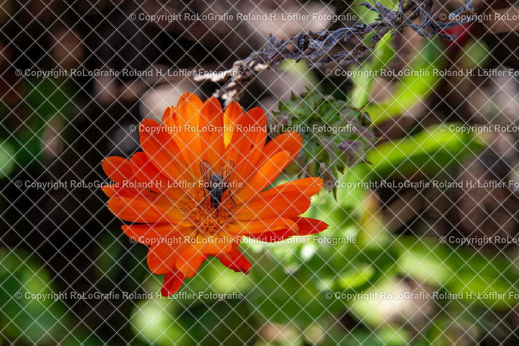 Ringelblume_Calendula officinalis L._Familie-Asteraceae | Ringelblume Calendula officinalis L. Aus der Familie der Asteraceae - Realisiert mit Pictrs.com