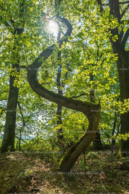 S-Baum | Skulptur der Natur | Gesehen im Taunus