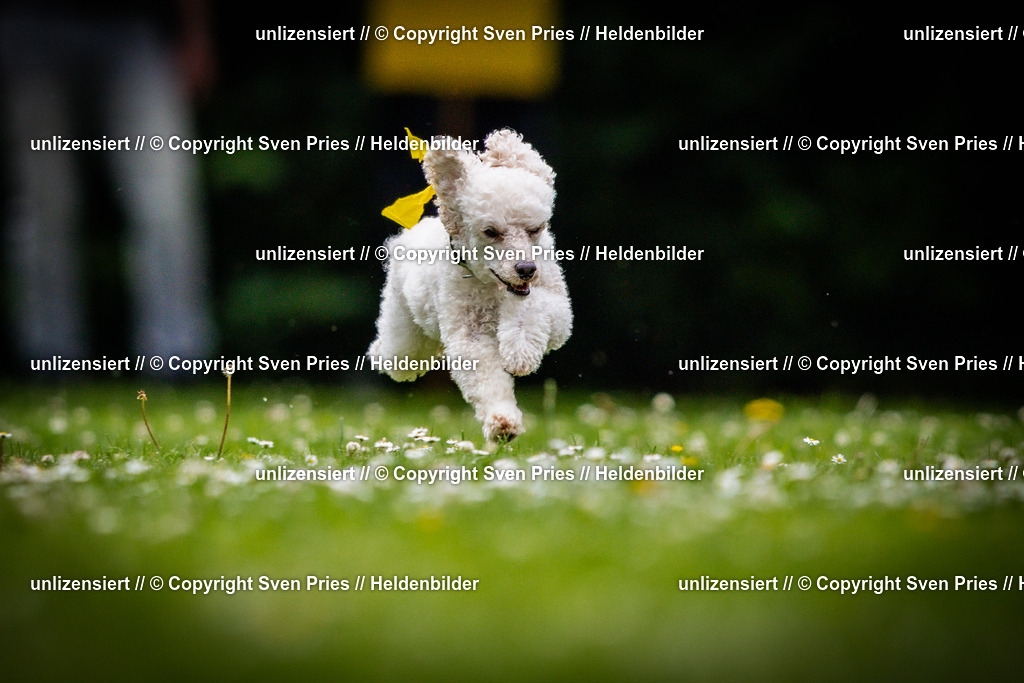 Sven Pries | 2025-05-29 - Pudelrennen KA-Durlach - Realisiert mit Pictrs.com