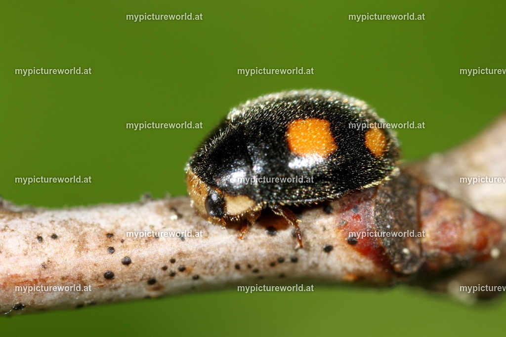 Platynaspis luteorubra-006 | Das Bilderarchiv über Tiere, Planzen und Landschaften. In der Bilddatenbank finden Sie ein große Auswahl an hochwertigen Bilder für Ihre Werbung - Realisiert mit Pictrs.com