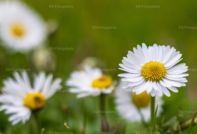 Gänseblümchen — Frühlingsbeginn