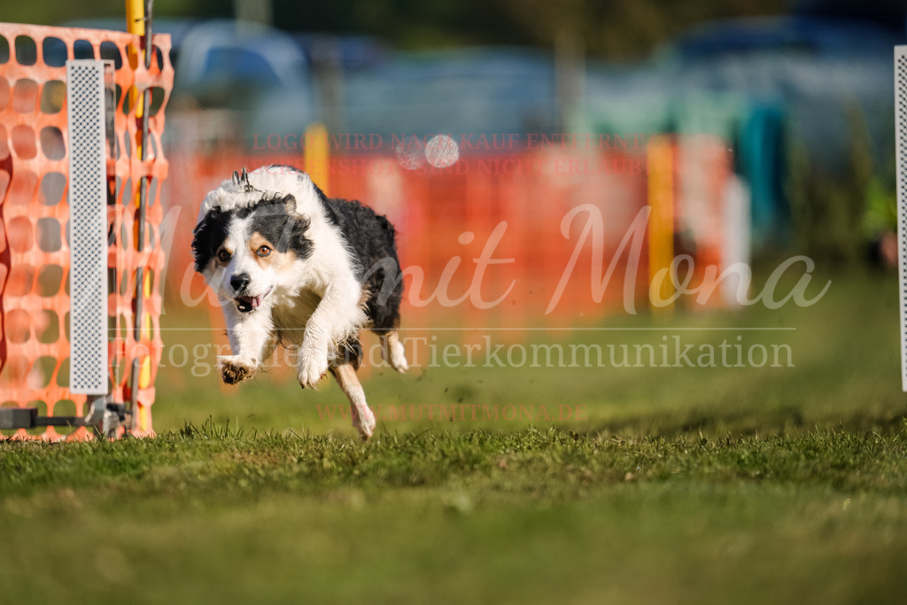 20250928_Hunderennen-87 | MuT (Mensch und Tier) mit Mona - Fotografie und Tierkommunikation - Realisiert mit Pictrs.com