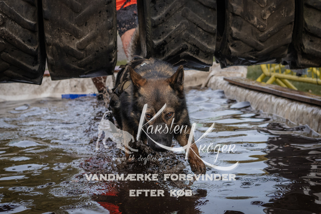 1450_ZZ90386 | kk-dogfotos