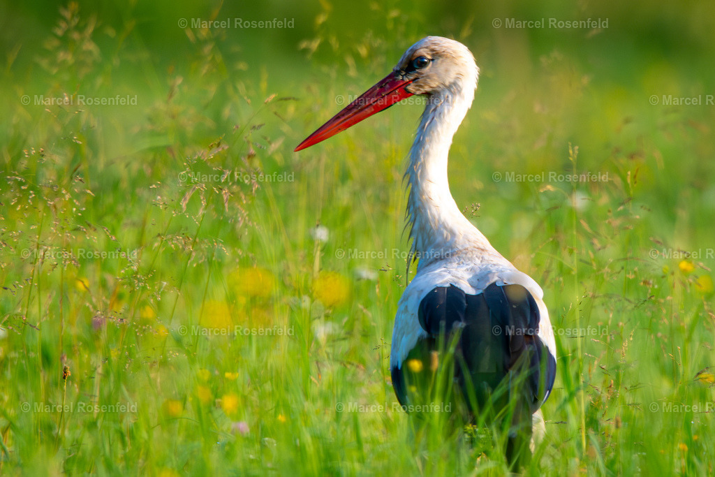 _DSC9417-Verbessert-RR | foto-rosenfeld
