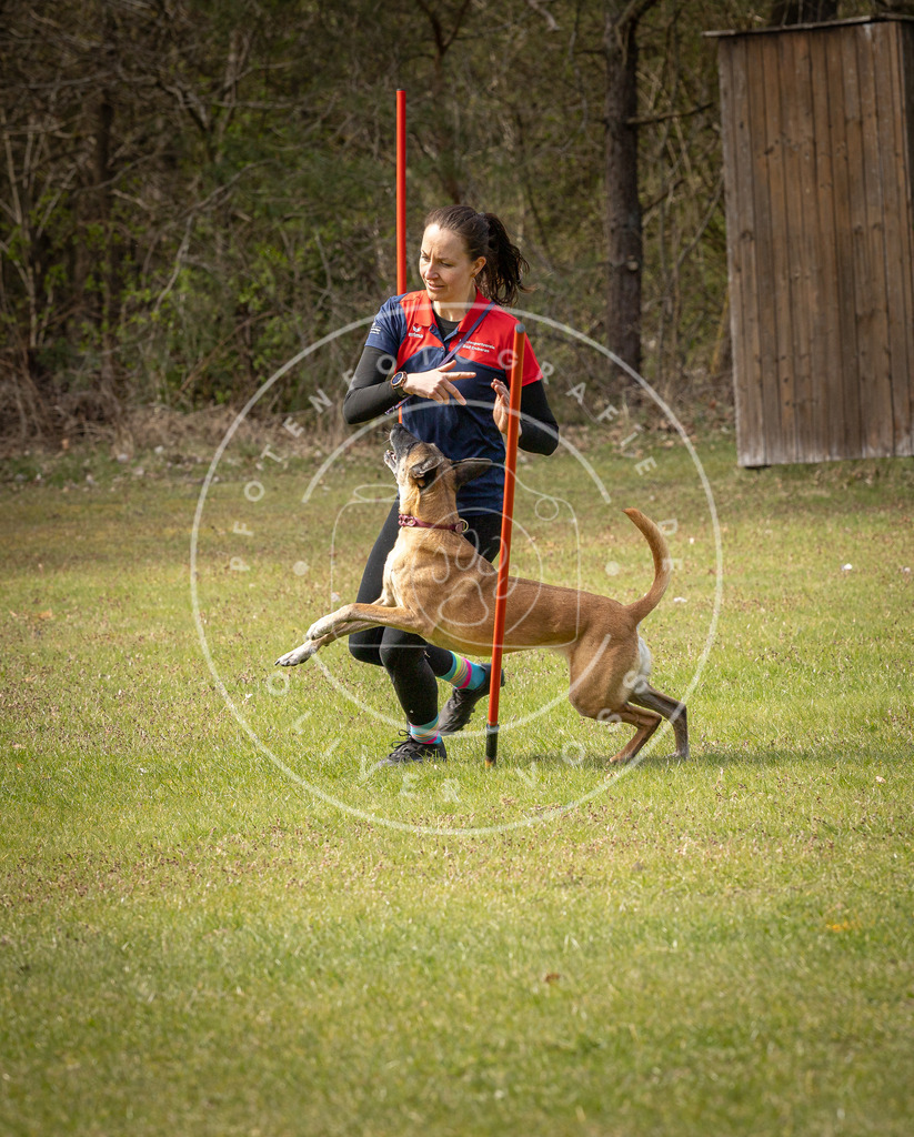 Pfotenfotografie_DV3A7482 | Hundefotografie, Tierfotograf, Pfotenfotografie, Fotoshooting Hund, Hunde Portrait, Hundesport, Hundeportraits, Heideshooting, Hunde, Sportfotograf, Hundefotograf, Turnierhundsport, THS,  - Realisiert mit Pictrs.com