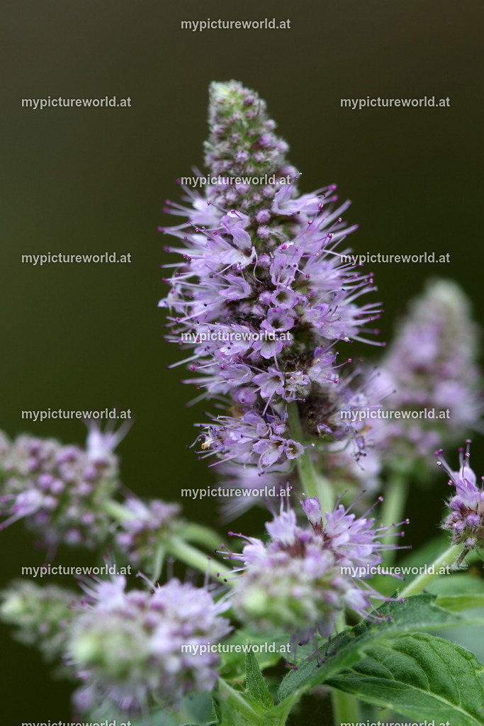 Rossminze-002 | Das Bilderarchiv über Tiere, Planzen und Landschaften. In der Bilddatenbank finden Sie ein große Auswahl an hochwertigen Bilder für Ihre Werbung - Realisiert mit Pictrs.com