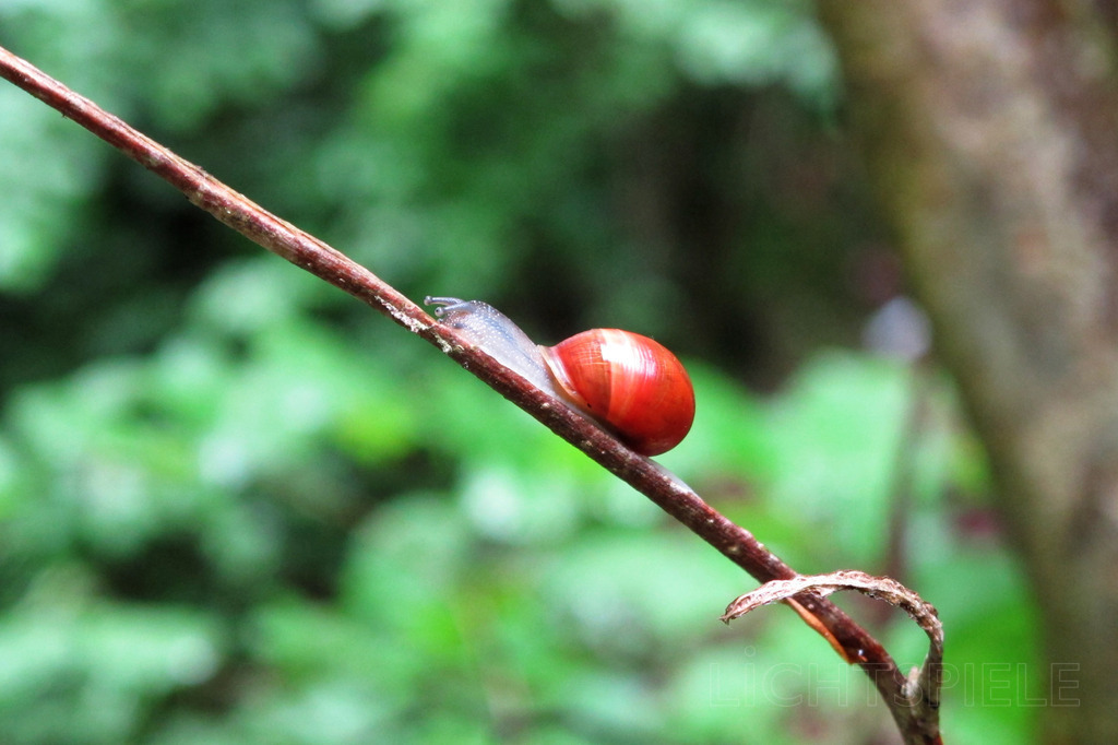 Schnecke | Schnecke auf Zweig - Realisiert mit Pictrs.com