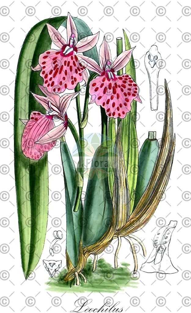 HistAbb_wfo-0000224593_1_ENZY_Simple | Historische Abbildung von Leochilus - Orchidaceae | Historical Illustration of Leochilus - Orchidaceae