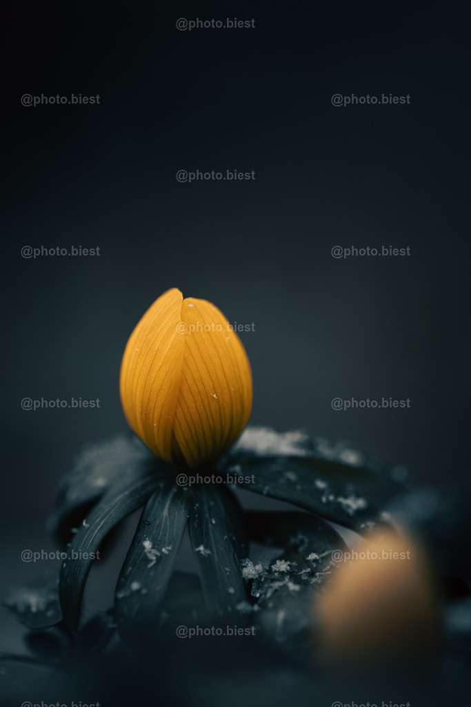 Gezuckerter Winterling | Ein Winterling mit Schneeflocken. - Realisiert mit Pictrs.com