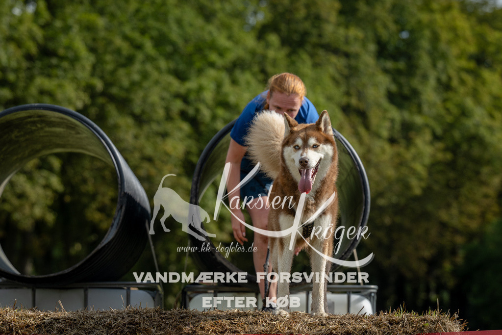 1017_ZZ91734 | kk-dogfotos