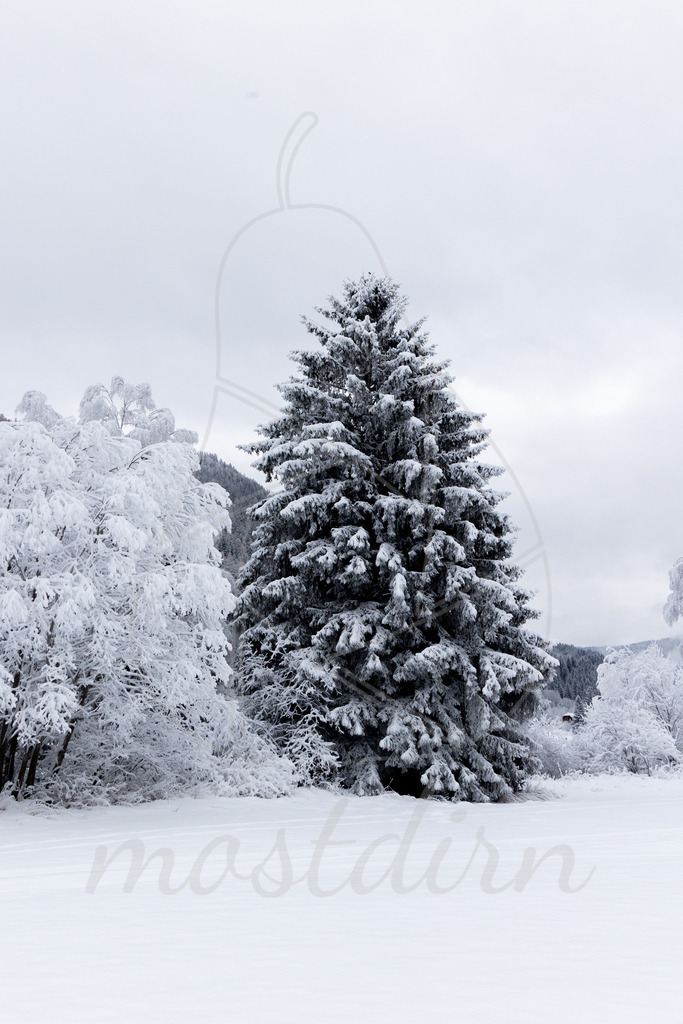 Winterwonderland Thomatal | Ihre Fotografin im Lungau, ihre Fotografin im Mostviertel, Wandbilder Onlineshop, Imagefotos für Ihr Unternehmen,  - Realisiert mit Pictrs.com