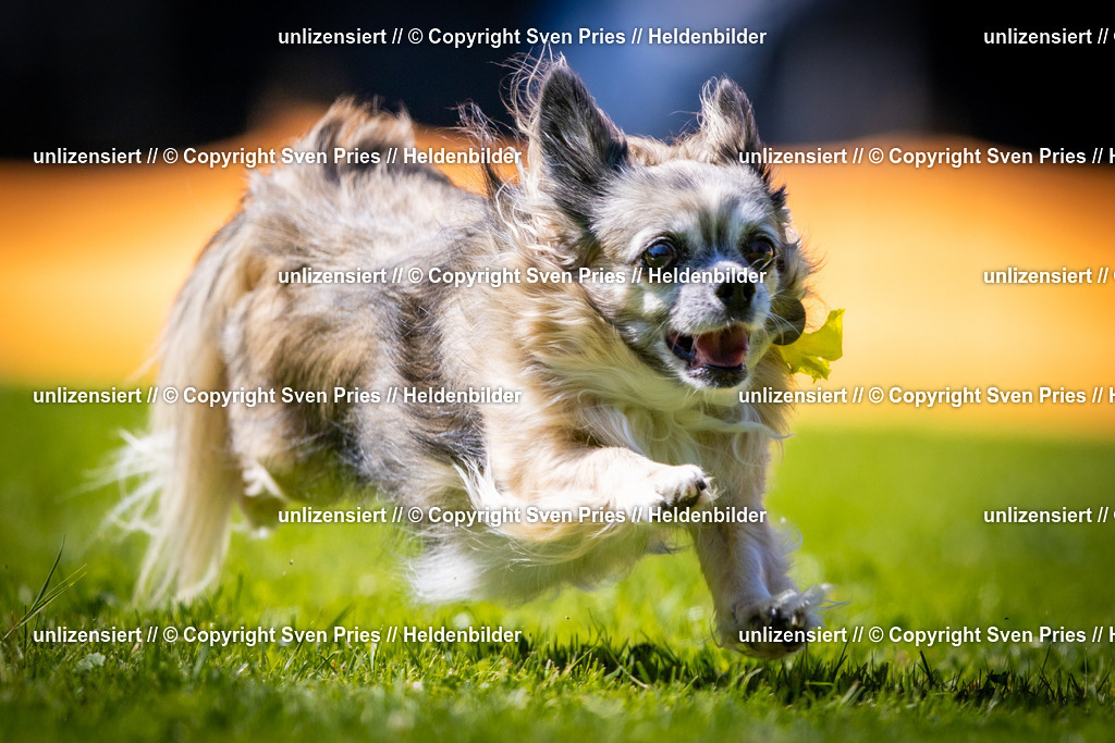 Sven Pries | 2025-08-10 - Hunderennen Durlach - Realisiert mit Pictrs.com