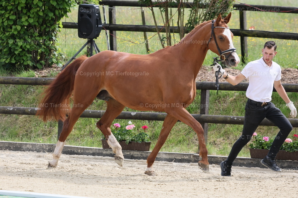 TrakFohlenschHennef17052025MC3H5A7715 | Pferdefotos online bestellen - Realisiert mit Pictrs.com