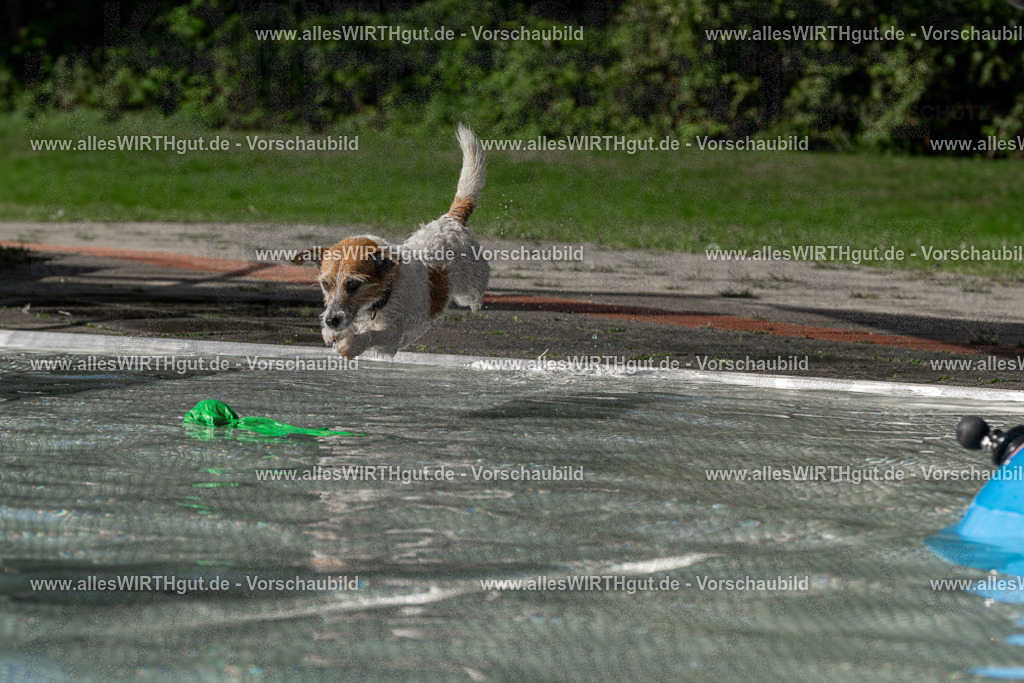 Hundeschwimmen_Volksbad_2026-allesWIRTHgut_Tierfotografie-2609061529-FAY07238 | Professionelle Tierfotografie in Mönchengladbach von Daniel Wirth (allesWIRTHgut). Liebevolle & natürliche Bilder von Hunden & Katzen für unvergessliche Erinnerungen.