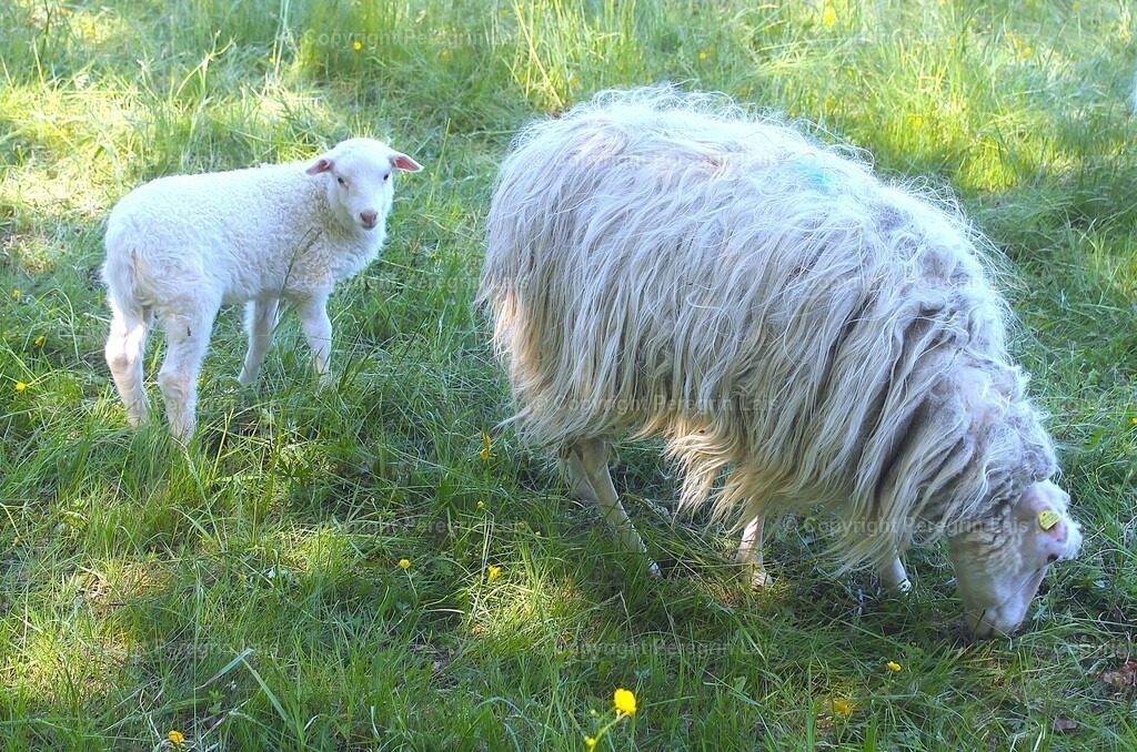 IMG_2936 | Fotografiert von Peregrin Lais. Bilder anschauen, 
Formate auswählen und bestellen. - Realisiert mit Pictrs.com