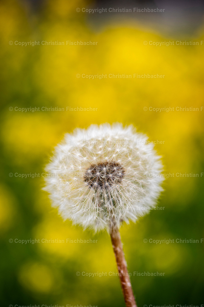 Fotos_Copyright_Chri_Fischbacher_Druck-373 | Bildershop Chri Fischbacher - Realisiert mit Pictrs.com