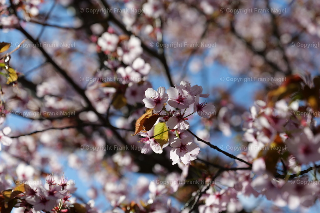 Scharlachkirsche | Die japanische Scharlachkirsche blüht im Frühjahr und ist in Gärten zu finden - Realisiert mit Pictrs.com