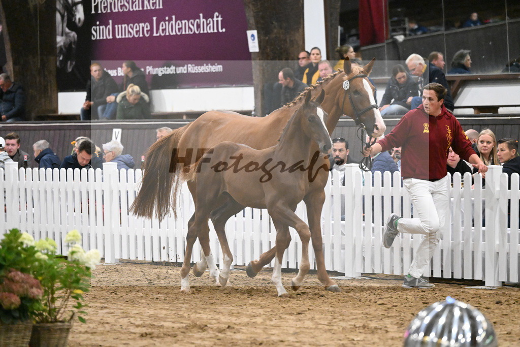 Fohlenauktion Next Chance_49220510 | hf-fotografie - Realisiert mit Pictrs.com