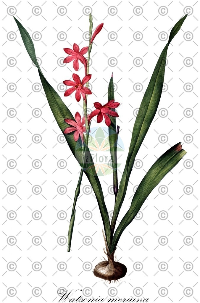 HistAbb_wfo-4000040568_1_ENZY_Simple | Historische Abbildung von Watsonia meriana - Iridaceae | Historical Illustration of Watsonia meriana - Iridaceae