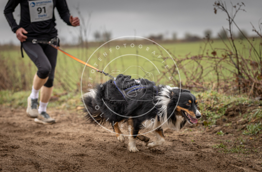 DV3A0001 | Hundefotografie, Tierfotograf, Pfotenfotografie, Fotoshooting Hund, Hunde Portrait, Hundesport, Hundeportraits, Heideshooting, Hunde, Sportfotograf, Hundefotograf, Turnierhundsport, THS,  - Realisiert mit Pictrs.com