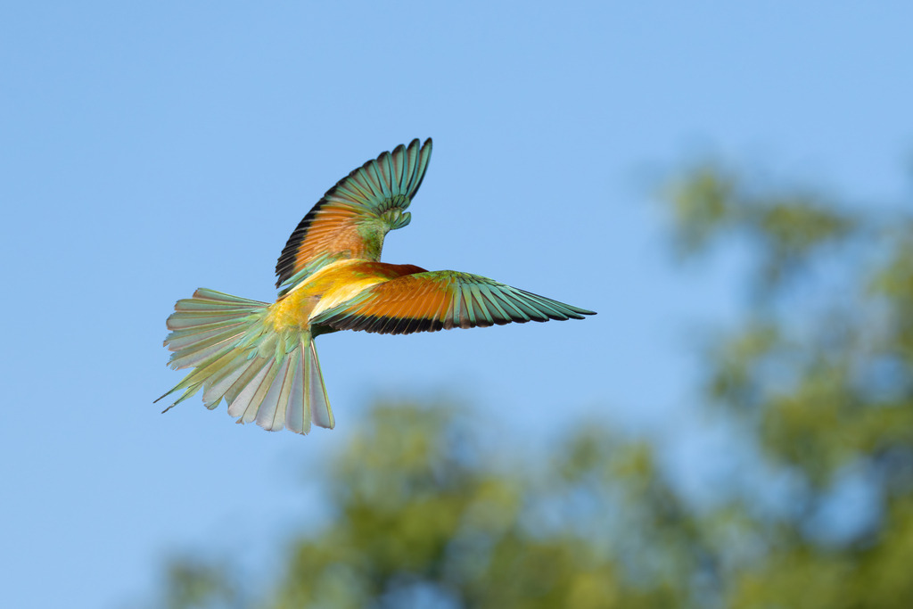 Der Bienenfresser | Der Bienenfresser ist zweifellos einer der auffälligsten und farbenprächtigsten Vögel Europas, der durch sein exotisches Aussehen an Vögel aus tropischen Regionen erinnert. Er gehört zur Familie der Bienenfresser (Meropidae), von denen er die einzige Art ist, die regelmäßig in Europa brütet. - Realisiert mit Pictrs.com