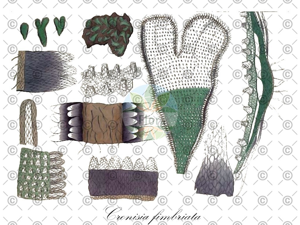 HistAbb_wfo-0000040877_1_ENZY_Simple | Historische Abbildung von Cronisia fimbriata - Corsiniaceae | Historical Illustration of Cronisia fimbriata - Corsiniaceae