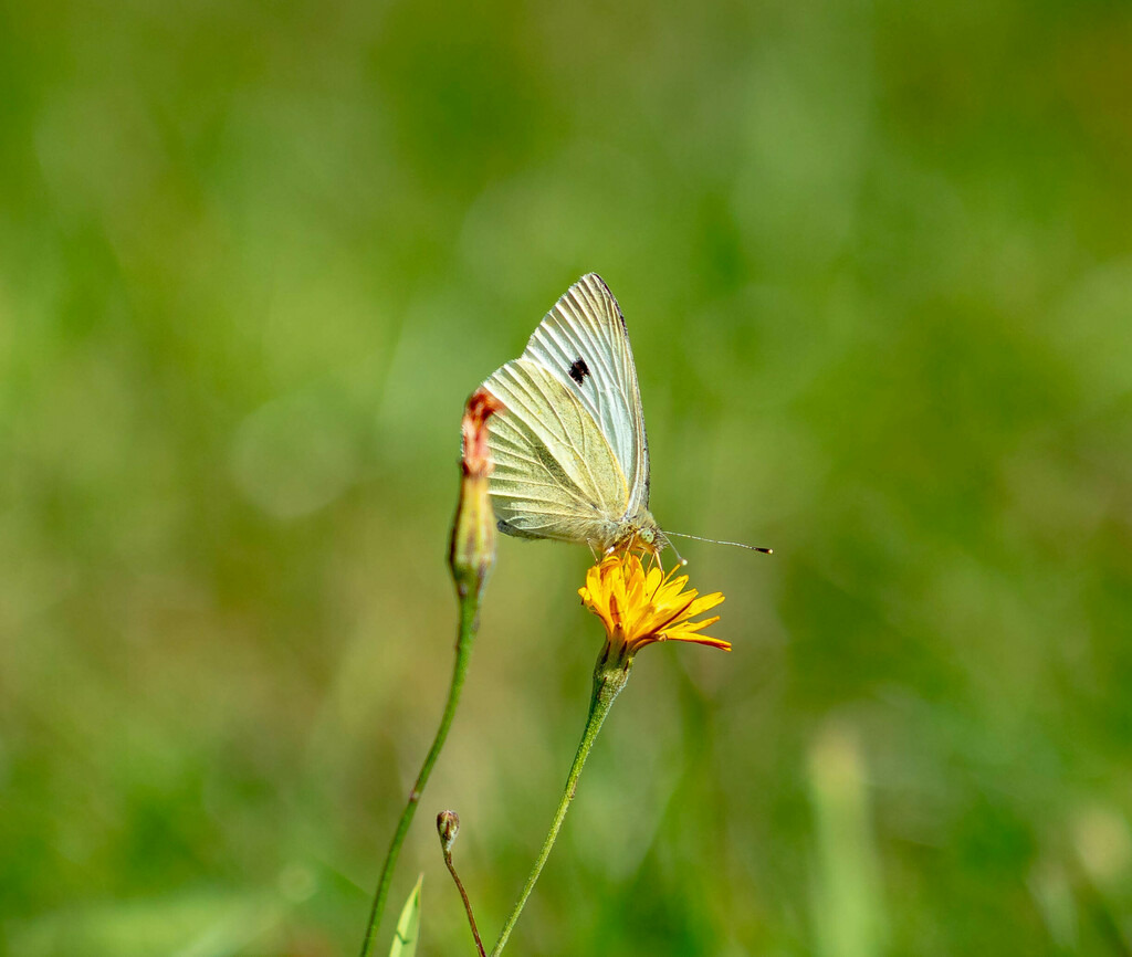 Kohlweißling im Spätsommer | Ein Kohlweißling sitzt auf einer Blume im Spätsommer - Realisiert mit Pictrs.com