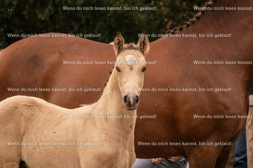 A10I1929 | photographylinaismer - Realisiert mit Pictrs.com