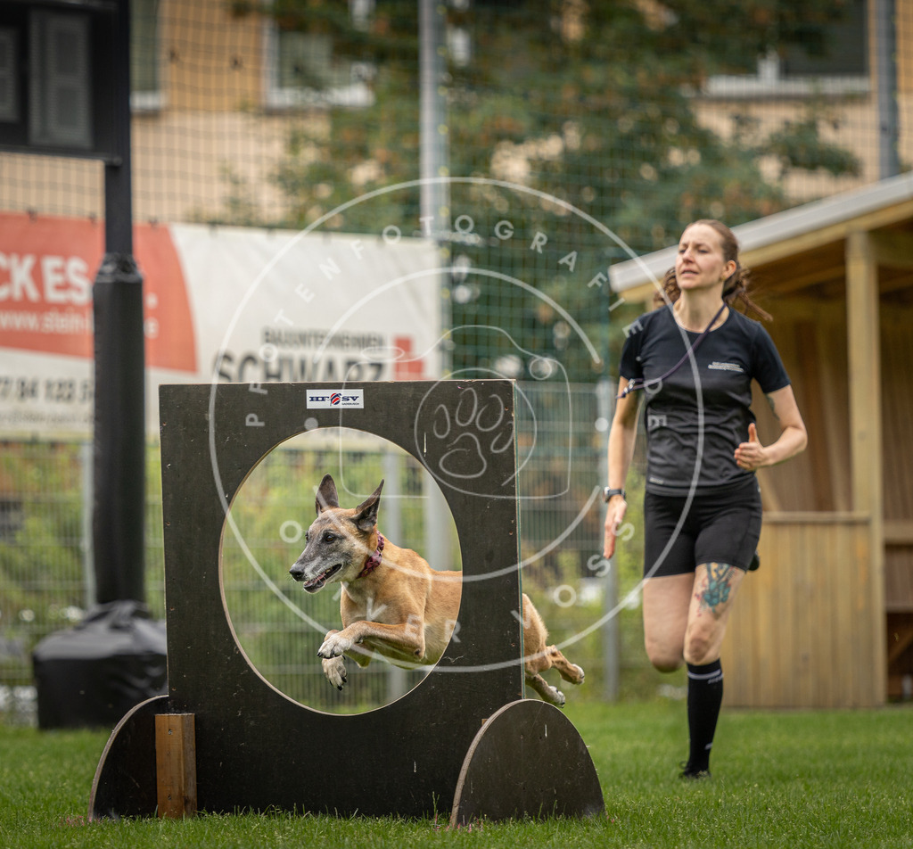 Pfotenfotografie_DV3A8442 | Hundefotografie, Tierfotograf, Pfotenfotografie, Fotoshooting Hund, Hunde Portrait, Hundesport, Hundeportraits, Heideshooting, Hunde, Sportfotograf, Hundefotograf, Turnierhundsport, THS,  - Realisiert mit Pictrs.com