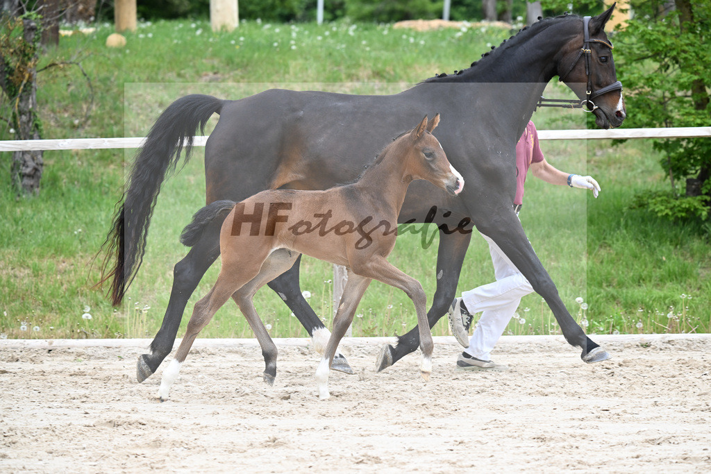 Kat-Nr. 28 SF Donkey Boss x Benetton Dream_Lechl_24260581 | hf-fotografie - Realisiert mit Pictrs.com
