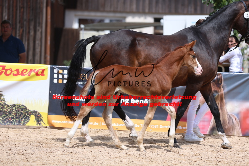 Fohlenschau_Schwäbisch_Hall_springbetonte_Fohlen_KN 21_15 | lmwpictures - Realisiert mit Pictrs.com