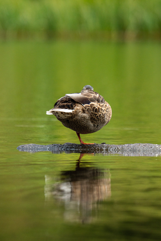 Schlafende Ente | Schlafende Ente auf einem Stein mitten am See - Realisiert mit Pictrs.com