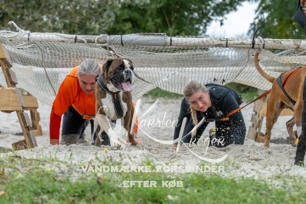 1041_ZZ94917 | kk-dogfotos