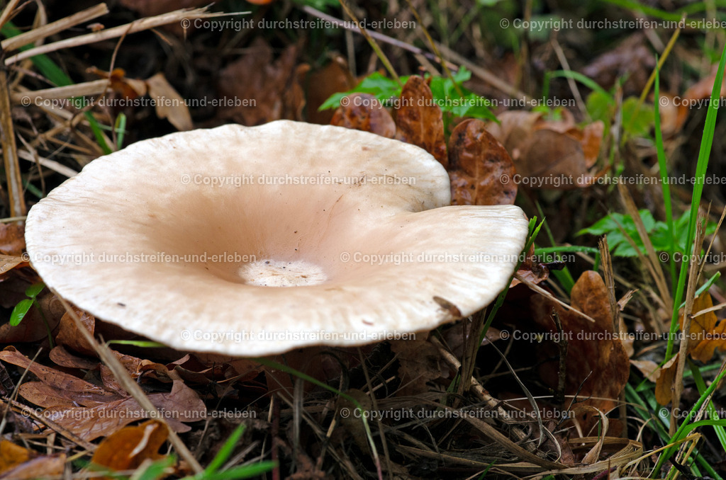 Mönchskopf oder auch Falbe Riesentrichterling | Fast schüsselförmig sieht der essbar Pilz Mönchskopf aus, der auch Falbe Riesentrichterling heißt.  - Realisiert mit Pictrs.com