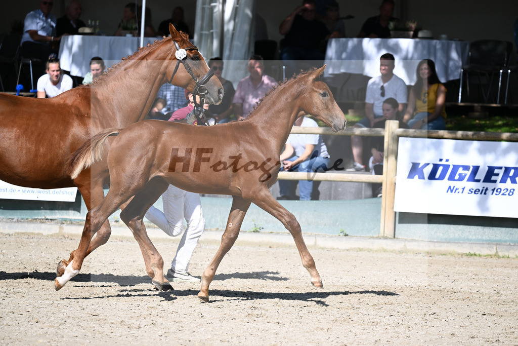 Praesentation Auktionsfohlen_36230324 | hf-fotografie - Realisiert mit Pictrs.com