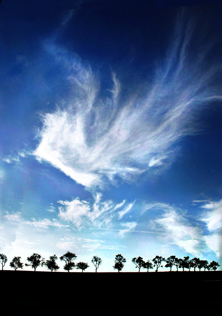 WolkenWort 63 Wolkenvogel_6649 | Beegebilder online. 
BIldarchiv von Beege Fotodesign mit ausgewählten Werken, die sich besonders gut für die Dekoration Ihrer Räume oder Wände eignen. 