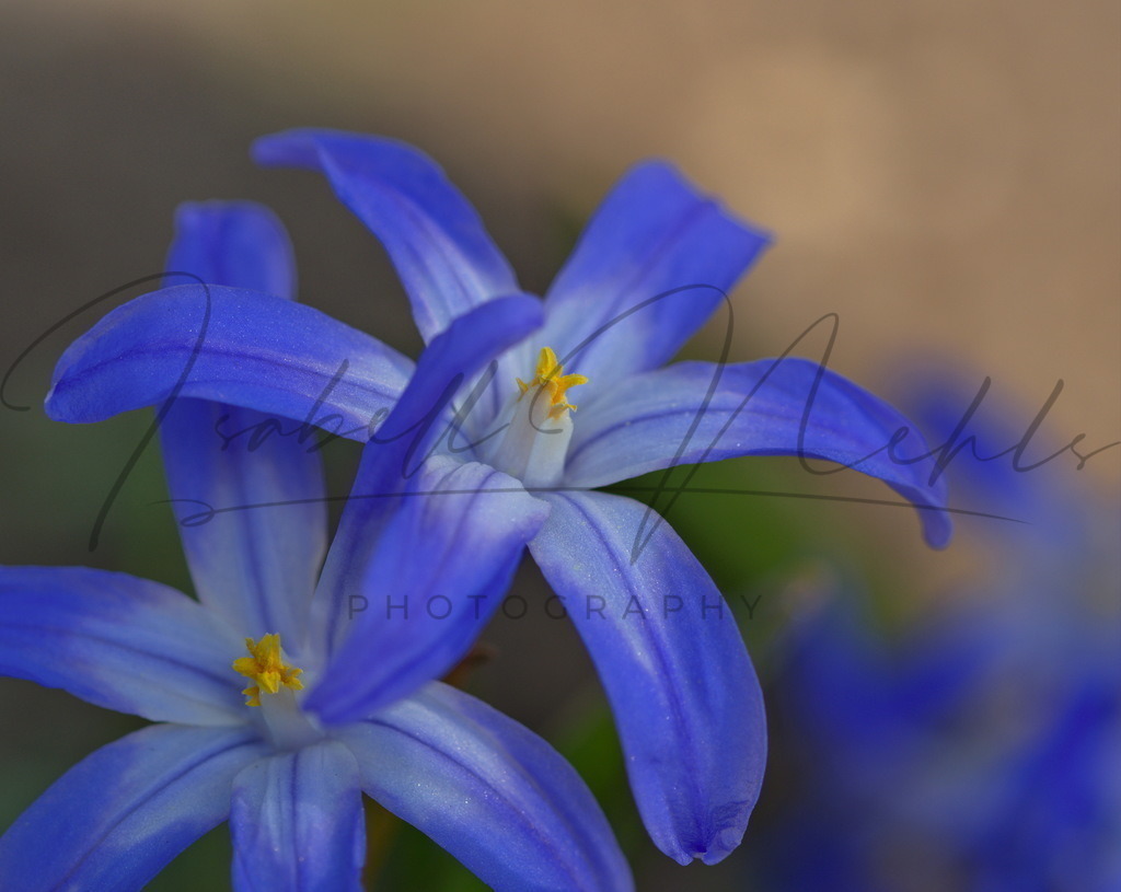 55_Blume | Makroaufnahme Blüten - Realisiert mit Pictrs.com