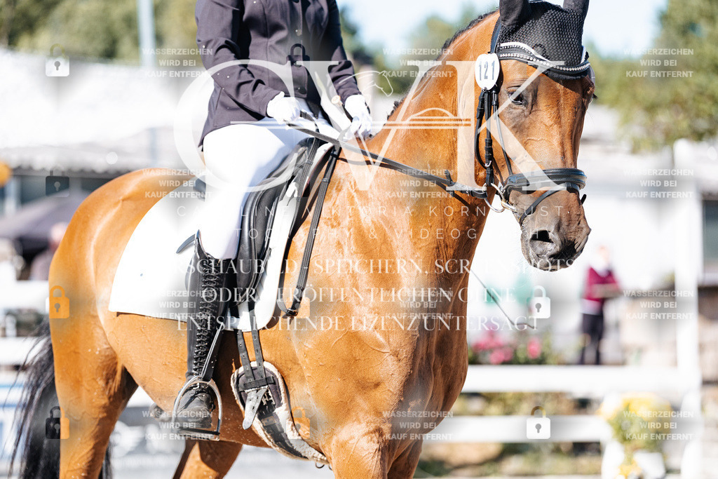 CK908103 | Turnierfotografie Pferdefotografie Trier Rheinland-Pfalz Pferdesport Reitsport Tierfotografie Sportfotografie Pferdevideo Pferdevideografie Equestrianvideography equestrianphotography  - Realisiert mit Pictrs.com