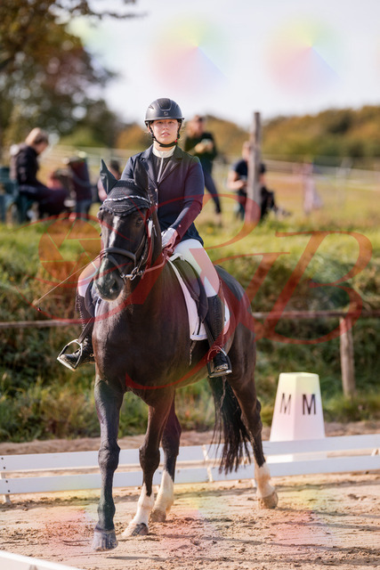 2026_10_03_Siefer-Hof_113251_Z81_79050047 | Professionelle Reitsport-, Turnier- und Eventfotografie von Robert Broda. Galerien mit ausgewählten und bearbeiteten Bildern direkt online ansehen und bestellen.