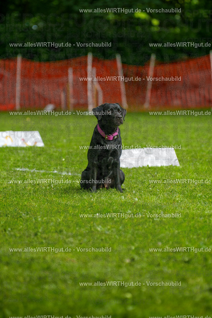 @allesWIRTHgut_Tierfotografie - www.allesWIRTHgut.de - 7R503153 | Professionelle Tierfotografie in Mönchengladbach von Daniel Wirth (allesWIRTHgut). Liebevolle & natürliche Bilder von Hunden & Katzen für unvergessliche Erinnerungen.