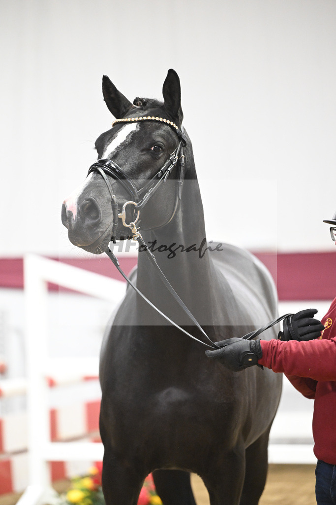 Kat-Nr. 91 Vigaro x Quidams Rubin_Matthias Schlamminger_47253009 | hf-fotografie - Realisiert mit Pictrs.com