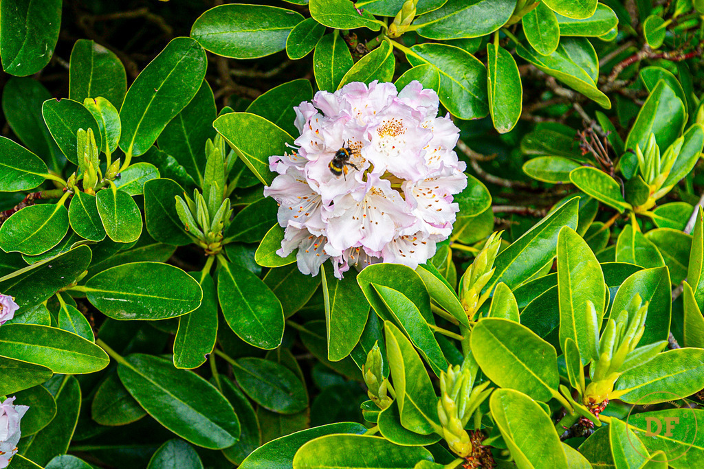 20250511-_1DS0593 | Geschenke, Wandbilder und Accessoires mit Motiven aus Dresden und anderen schönen Orten zur Verschönerung Deines zu Hauses und zum verschenken gewünscht? Wähle Deine Lieblingsbild auf dem Produkt Deiner Wahl. 