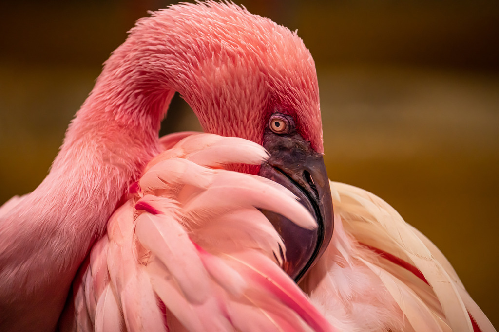 Flamingo | <meta name="keywords" content="Bergbilder, Hochzeitsfotografie, Actionshootings, Fotografiearbeiten, Berglandschaften, Naturfotografie">

 - Realisiert mit Pictrs.com