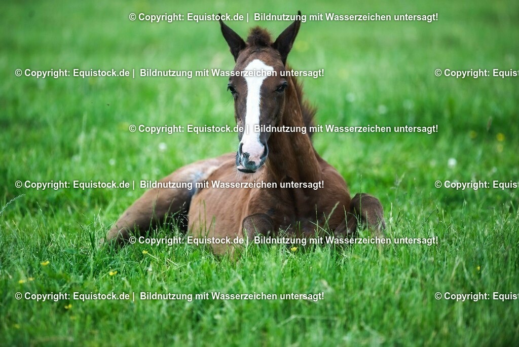 20210617_Fohlen_0376 | Foto: Thomas Hartig