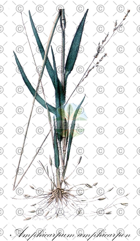 HistAbb_wfo-0000845837_1_ENZY_Simple | Historische Abbildung von Amphicarpum amphicarpon - Poaceae | Historical Illustration of Amphicarpum amphicarpon - Poaceae (hairy maidencane)