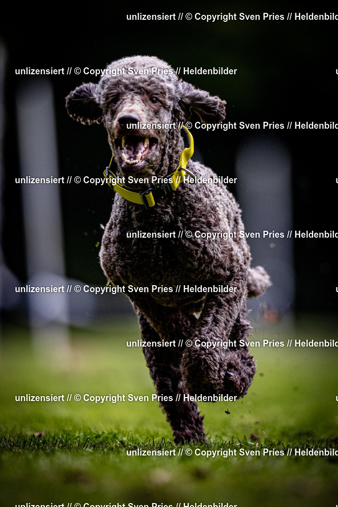 Sven Pries | 2025-10-03 - Hunderennen Obergrombach - Realisiert mit Pictrs.com
