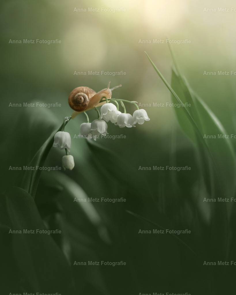 Schnecke 1 | anna-metz - Realisiert mit Pictrs.com