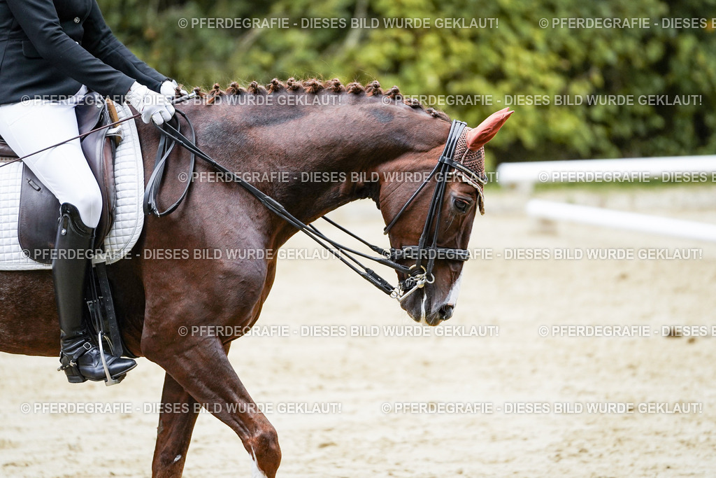 DSC09938 | Pferdegrafie