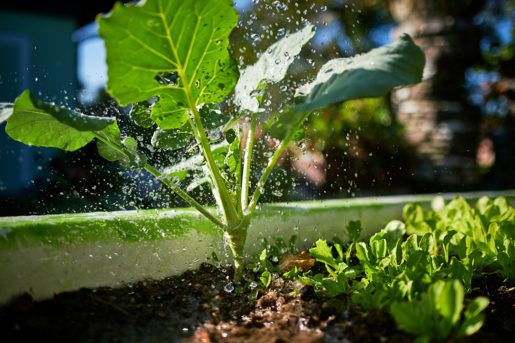 Kohlrabi im Hochbeet wird gegossen | Austria - September 23, 2019: Kohlrabi im Hochbeet wird mit einer Gisskanne gegossen. - Realisiert mit Pictrs.com