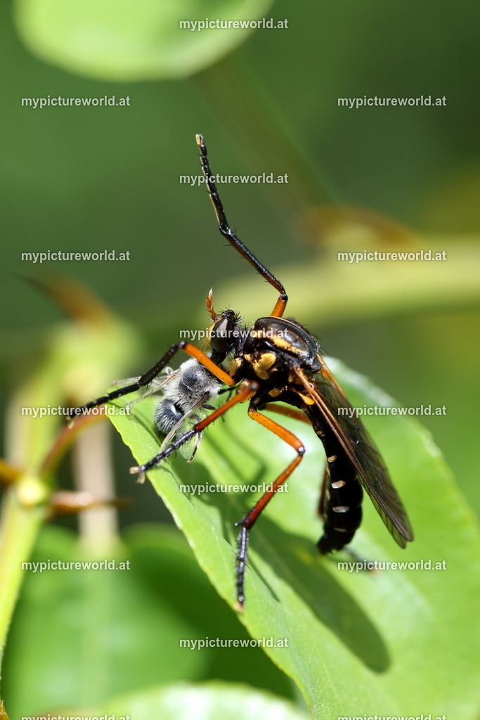 Molobratia teutonus-005 | Das Bilderarchiv über Tiere, Planzen und Landschaften. In der Bilddatenbank finden Sie ein große Auswahl an hochwertigen Bilder für Ihre Werbung - Realized with Pictrs.com